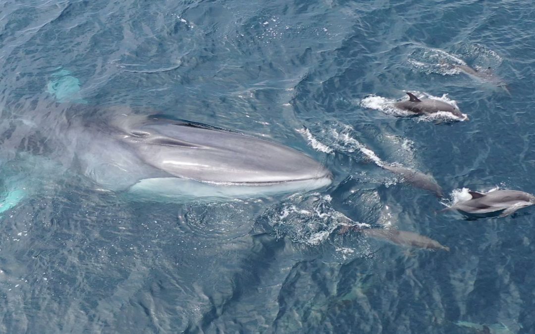 Finnwal-Forschung vor der spanischen Mittelmeerküste