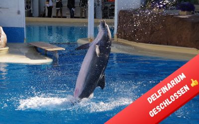 Las Vegas: Die letzten Delfine haben das Delfinarium im Hotel Mirage verlassen