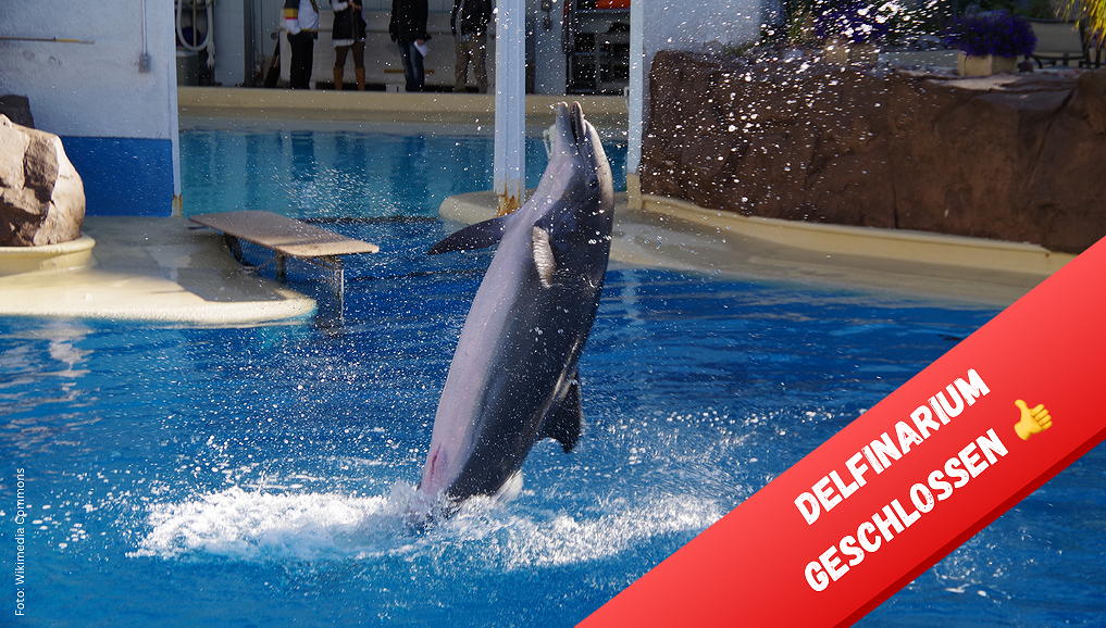 Las Vegas: Die letzten Delfine haben das Delfinarium im Hotel Mirage verlassen
