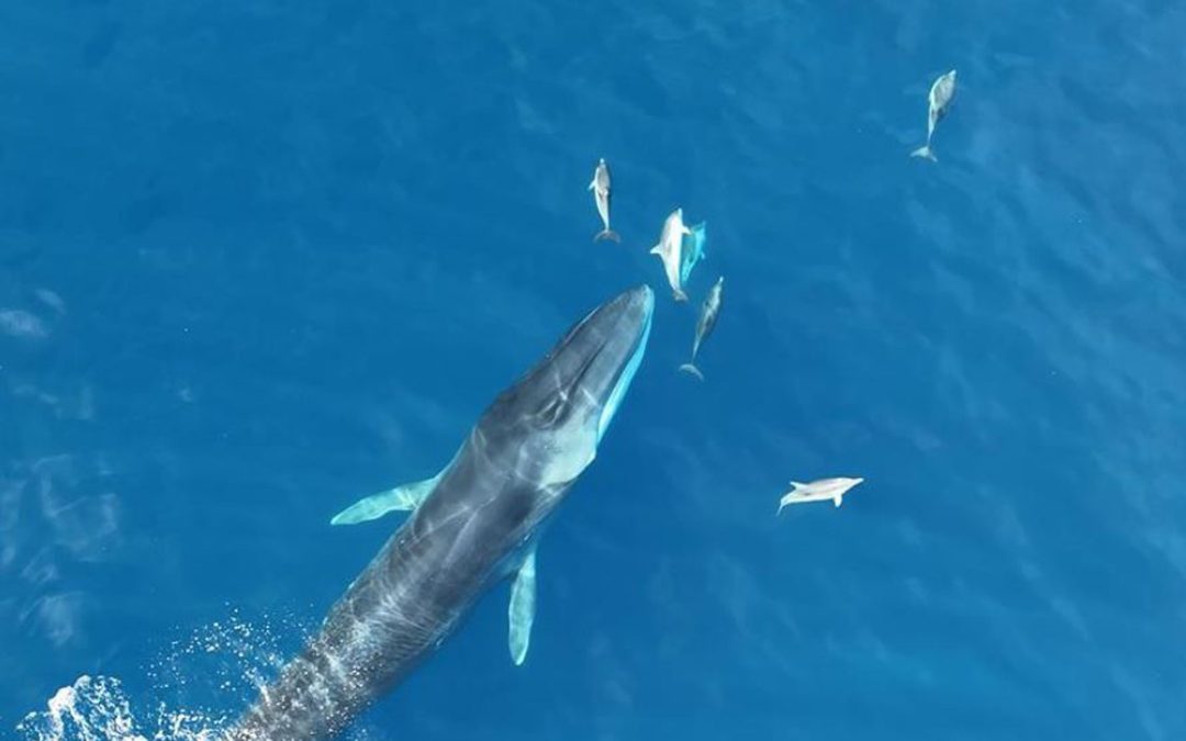 Finnwale, Pottwale, Streifendelfine und vieles mehr – Schützenswertes im Mittelmeer