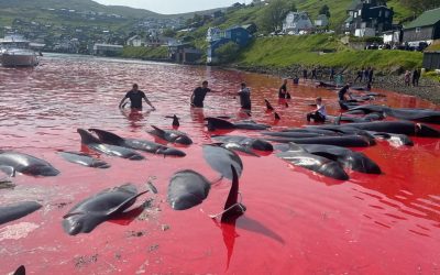 Update zum Delfin-Massaker auf den Färöer-Inseln