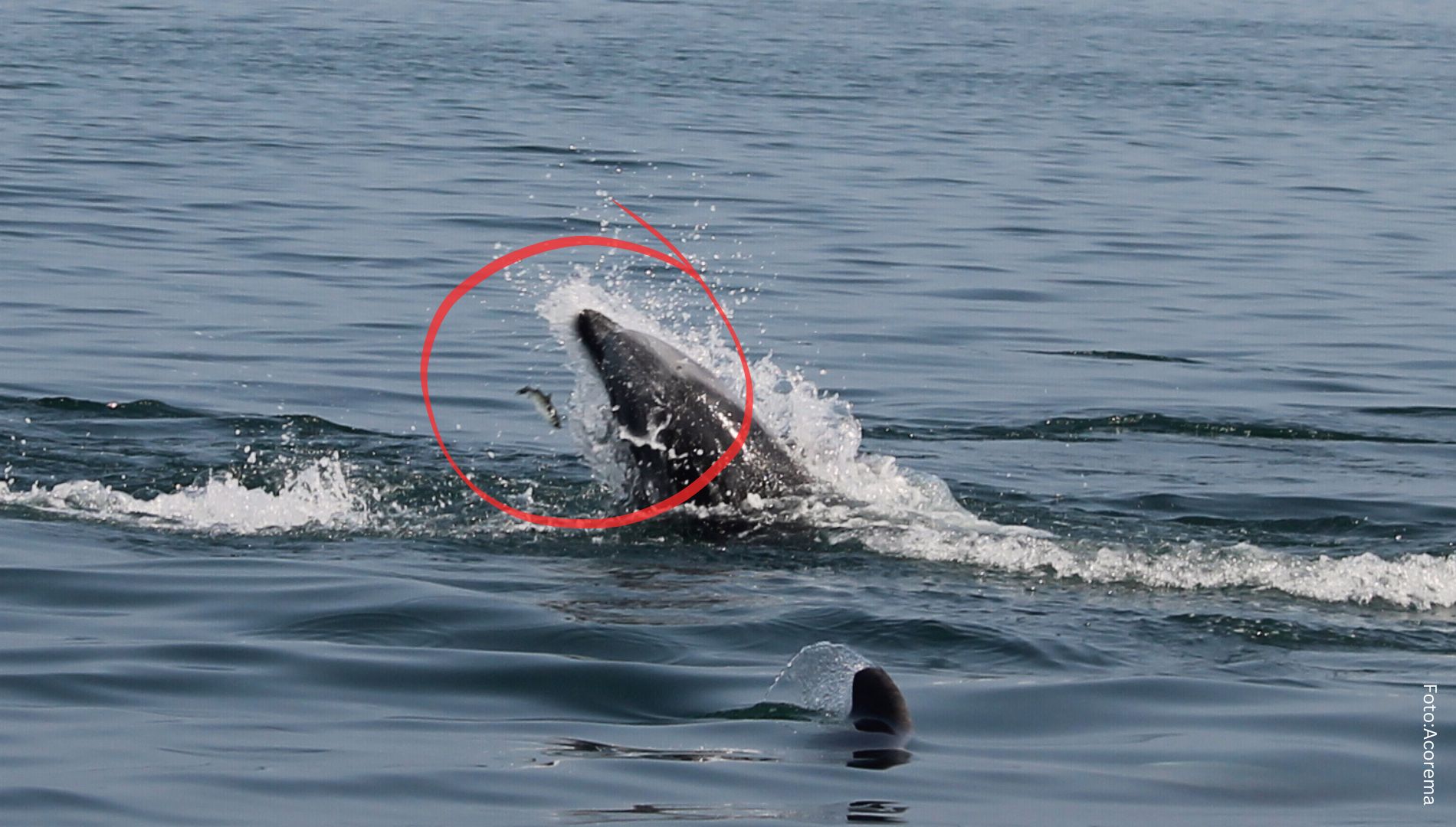 Neustart des Delfinschutzprojekts in Peru: Die Delfine waren während der ganzen Lockdown-Zeit da geblieben!