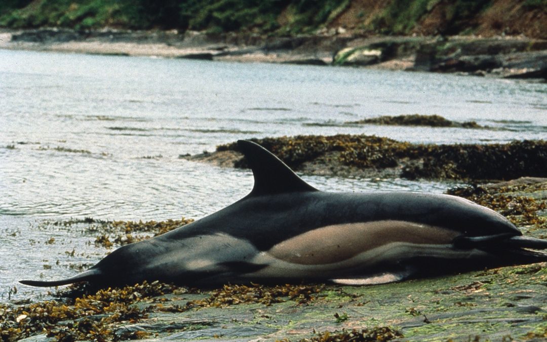 Toxische Algenblüte ist für den Tod hunderter Delfine verantwortlich