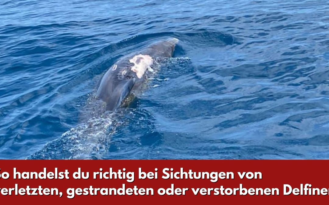 Hilfe für Adria-Delfine: So handelst du richtig!