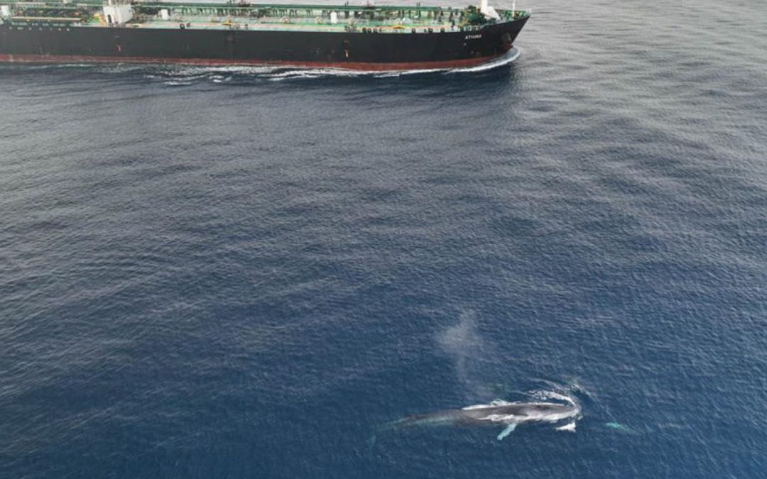 Finnwale vor Gibraltar: Stetige Gefahr von Schiffskollisionen