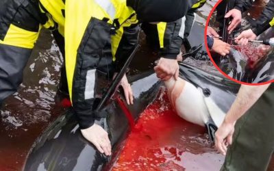 Update zum Delfin-Massaker auf den Färöer-Inseln