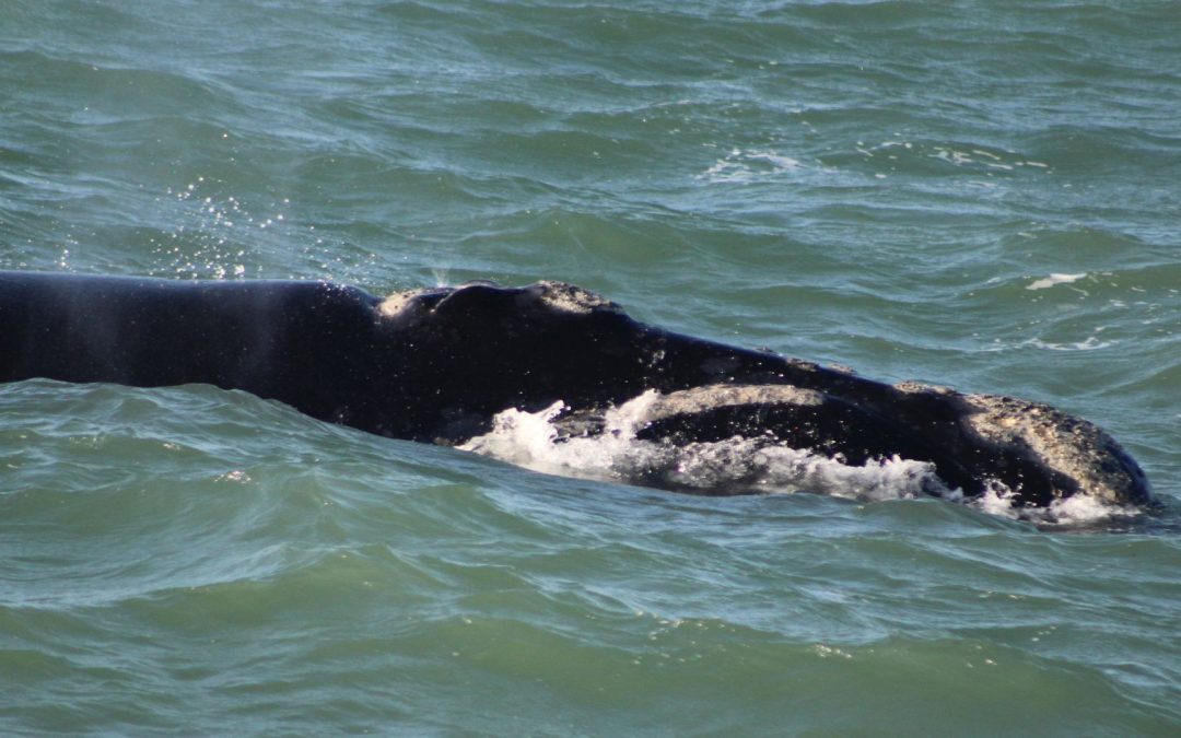 Außergewöhnlicher Besuch in Richards Bay