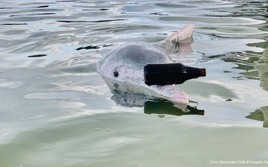 „Mystique“: Ein Delfin, der uns den Spiegel vorhält