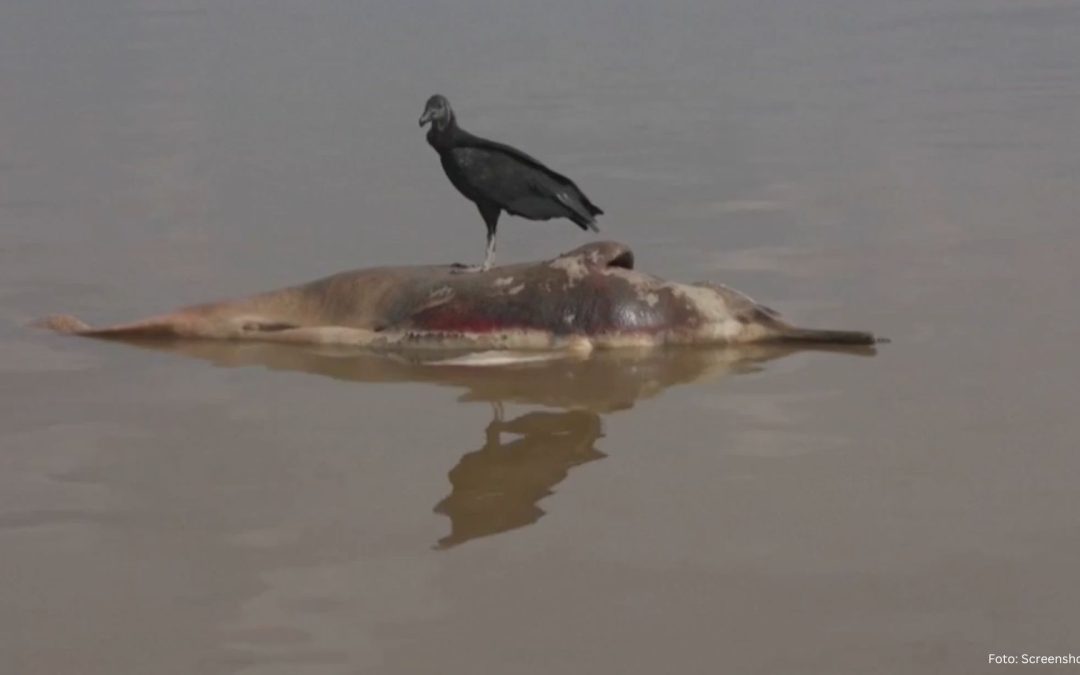 Brasilien: Massensterben der Süßwasserdelfine im Tefé-See