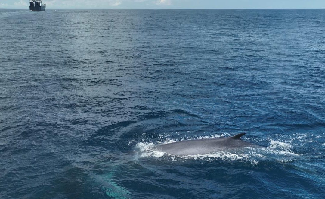 Kritische Zone für Finnwale: Großes Nahrungsangebot trifft auf viel Schiffsverkehr