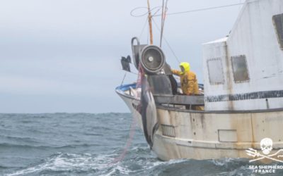 Delfin-Beifang in der Biskaya sorgt für rapide sinkende Lebenserwartung