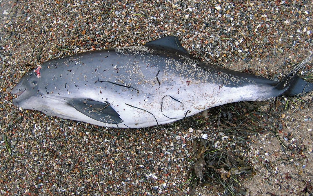 Pinger, PAL und Co. – die Rettung der Schweinswale vor den tödlichen Stellnetzen in der Ostsee?