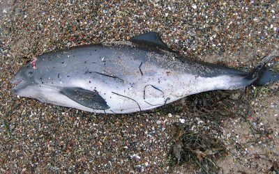 Pinger, PAL und Co. – die Rettung der Schweinswale vor den tödlichen Stellnetzen in der Ostsee?