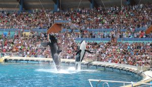 Orcas im Marineland d'Antibes (Frankreich, 2013)