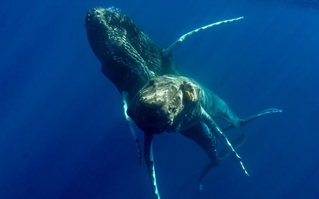 Gleichgeschlechtlicher Sex in der Tierwelt: Ein Kuriosum?