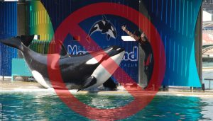 Orca Marineland Antibes