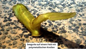 Seegurke auf einem Feld mit polymetallischen Knollen