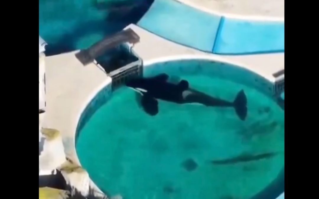 Herzzerreißende Aufnahmen: „Der vergessene Orca“ starrt stundenlang regungslos auf ein Tor seines Beckens