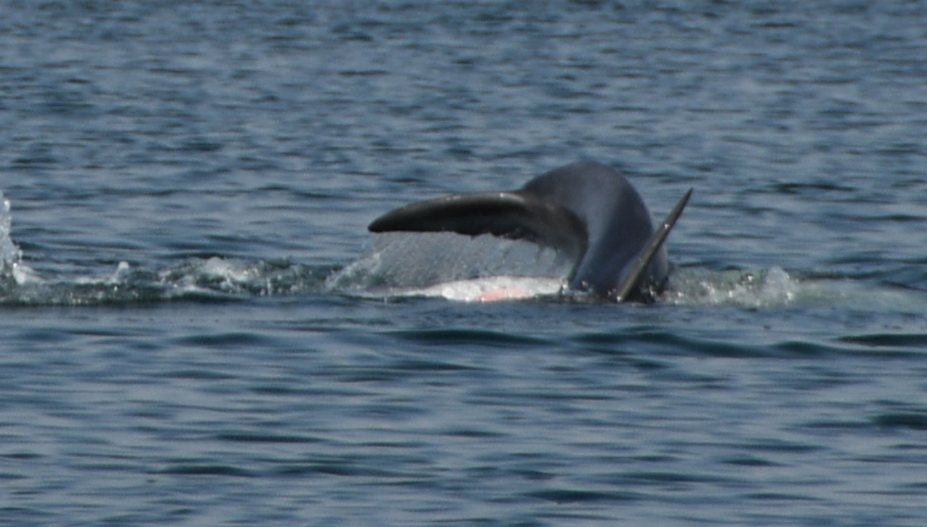 Neustart des Delfinschutzprojekts in Peru: Die Delfine waren während der ganzen Lockdown-Zeit da geblieben!