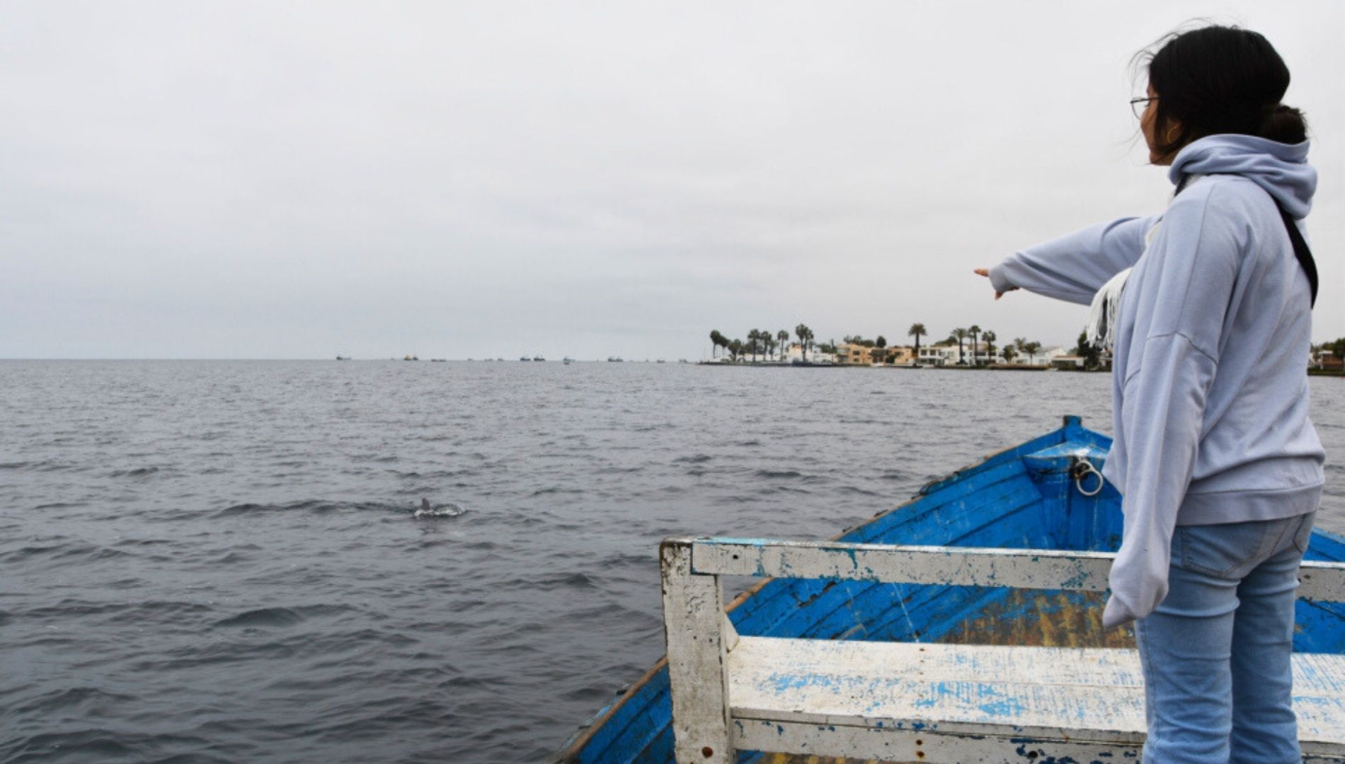 Neustart des Delfinschutzprojekts in Peru: Die Delfine waren während der ganzen Lockdown-Zeit da geblieben!