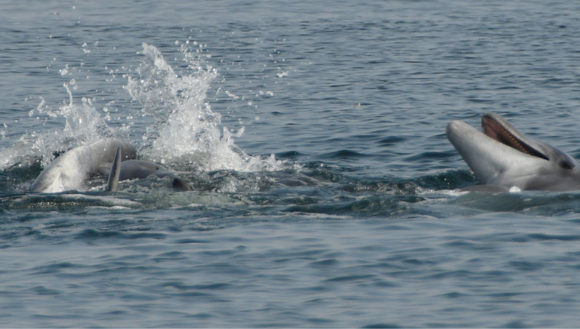 Neustart des Delfinschutzprojekts in Peru: Die Delfine waren während der ganzen Lockdown-Zeit da geblieben!