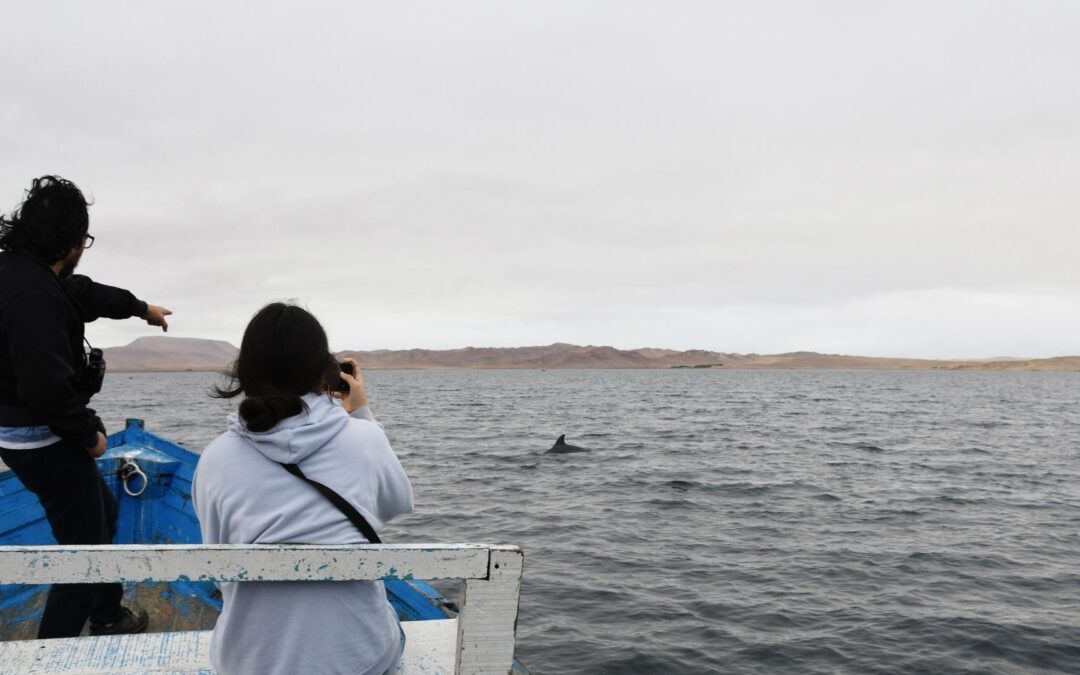 Delfine schützen und Zukunft des marinen Lebensraums sichern