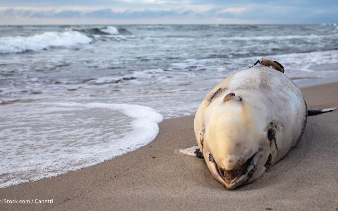 Die Politik muss endlich liefern: Die Nordsee ist in einem kritischen Zustand
