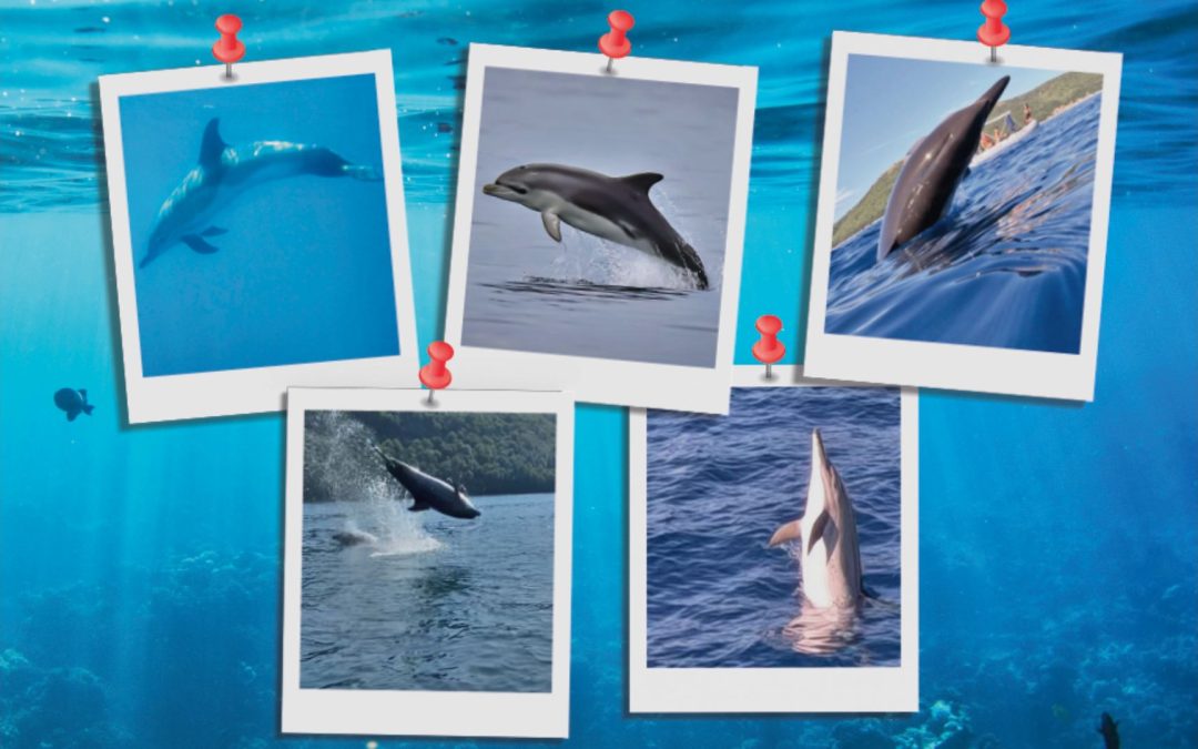 Welches ist euer schönstes Delfinfoto?
