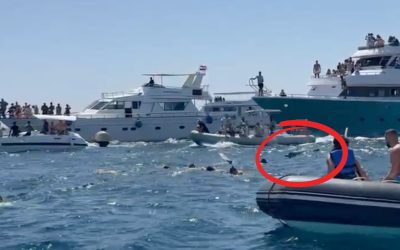 Irrsinn im Roten Meer: Delfin-Touren eskalieren