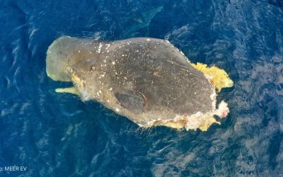 Pottwale auf den Kanaren: Bedroht, aber nicht geschützt