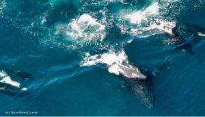 Orca Jagd