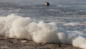 Meer Schaum Algen Canva