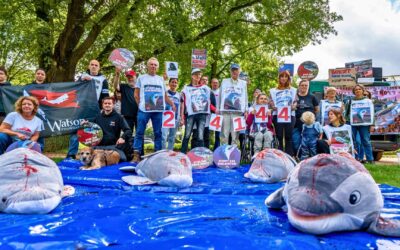 GRD übergibt 24.144 Unterschriften gegen Delfinschlachtungen