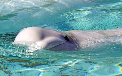 Marineland erpresst Regierung: „Wir töten 30 Belugawale!“