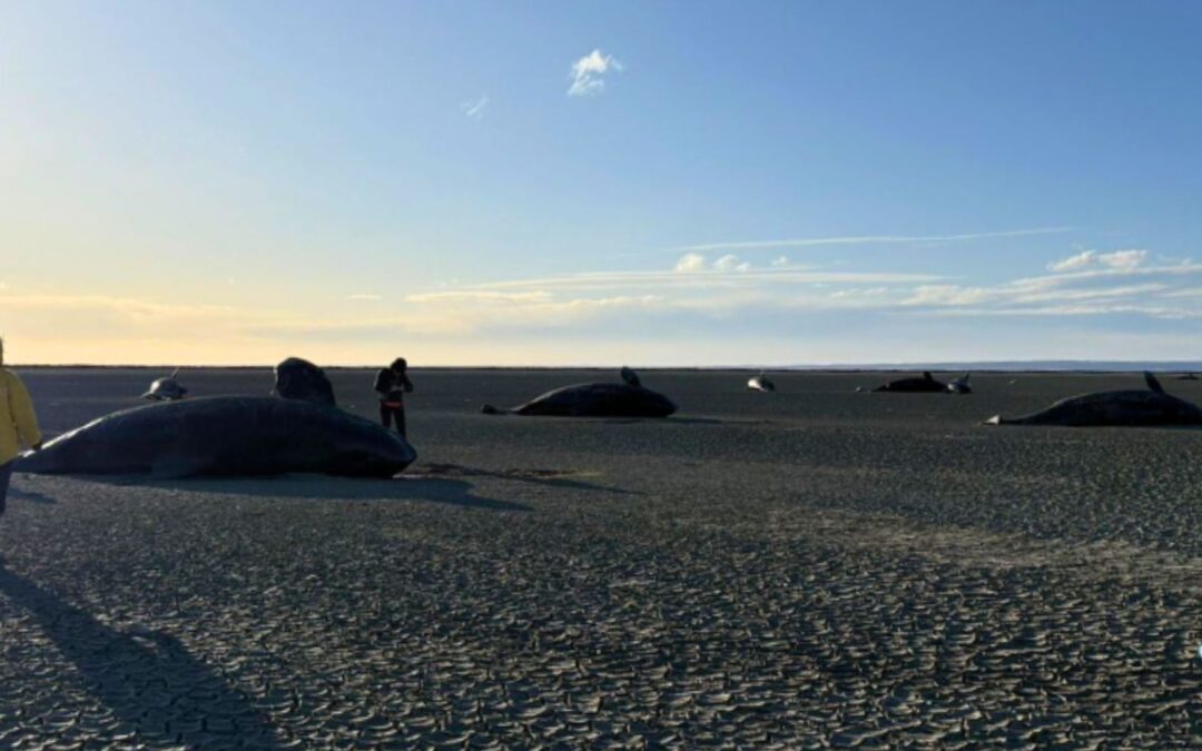 Mysteriöses Orca-Massensterben vor Feuerland