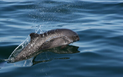 Neues Bündnis für den Schutz der Nordsee: Das Netzwerk Nordseeschutz (NeNo) nimmt Arbeit auf