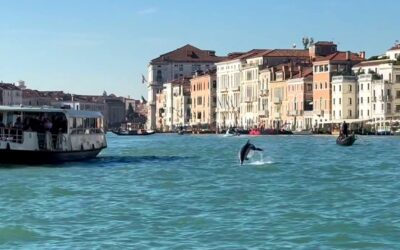 Zwischen Propellern und Publikum: Dauerbedrohung für Delfin “Mimmo” in Venedig
