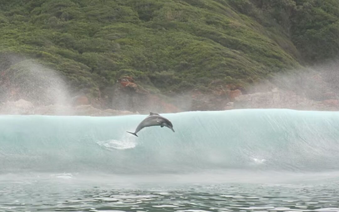 Aktionsplan für den bedrohten Buckeldelfin gestartet