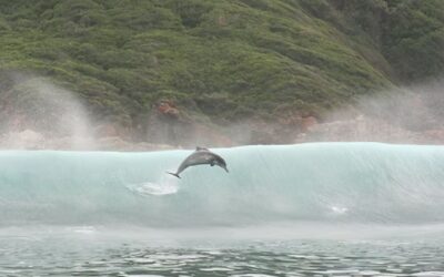 Aktionsplan für den bedrohten Buckeldelfin gestartet