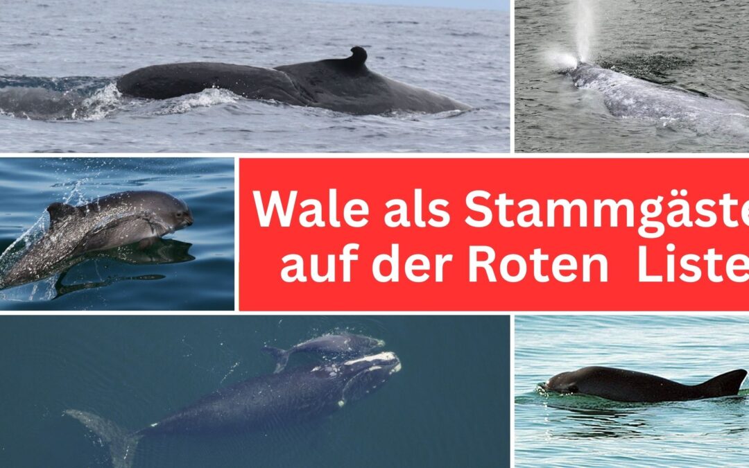 Hohes Risiko: Diese Walrarten könnten schon bald aussterben