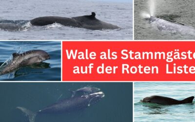 Hohes Risiko: Diese Walrarten könnten schon bald aussterben