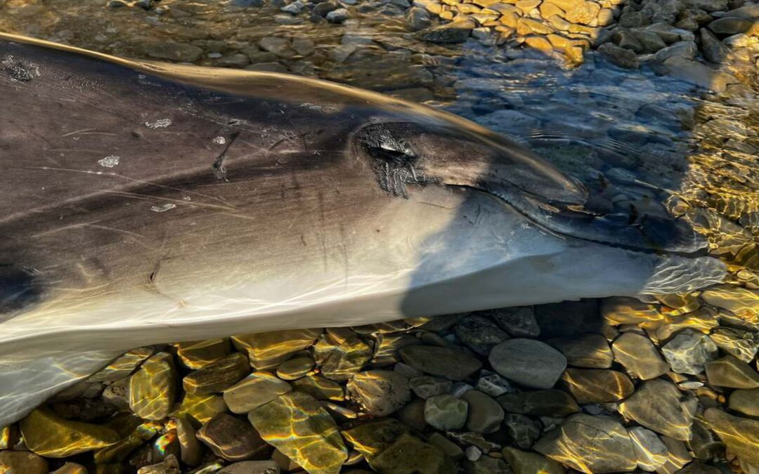 Delfinfunde 2025: Niedrige Fallzahlen, aber weiterhin Handlungsbedarf