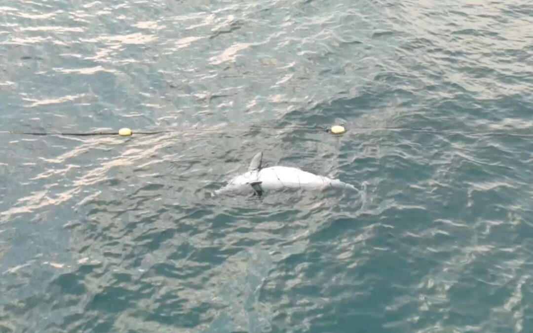 Tragischer Beifang: Buckeldelfin verendet in Hainetz vor Richards Bay