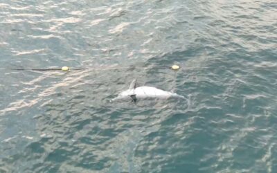 Tragischer Beifang: Buckeldelfin verendet in Hainetz vor Richards Bay