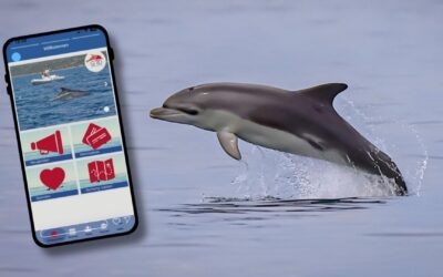 Sichten statt stören: Wie Urlaubsgäste zum Schutz der Adria-Delfine beitragen können