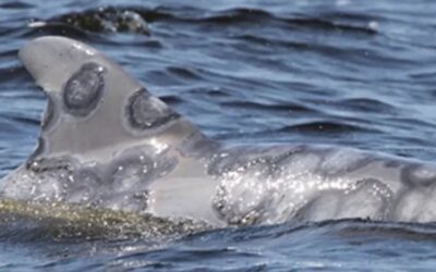 Gefahr für die Delfinhaut: Wenn das Meer zu süß wird