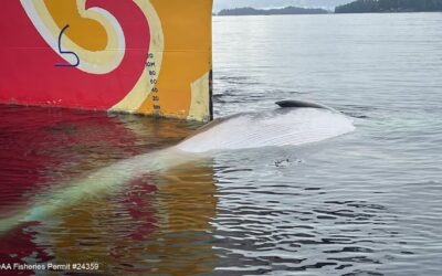 Wale beobachten und Wale gefährden: Der bittere Widerspruch des Kreuzfahrttourismus in Alaska